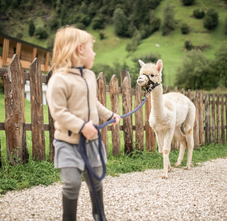 Kind mit Alpaka an der Leine beim Spatzieren gehen
