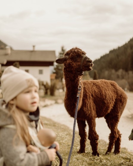 Kleines Mädchen steht vor Alpaka in der Wiese