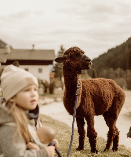 Una bambina davanti a un alpaca in un prato