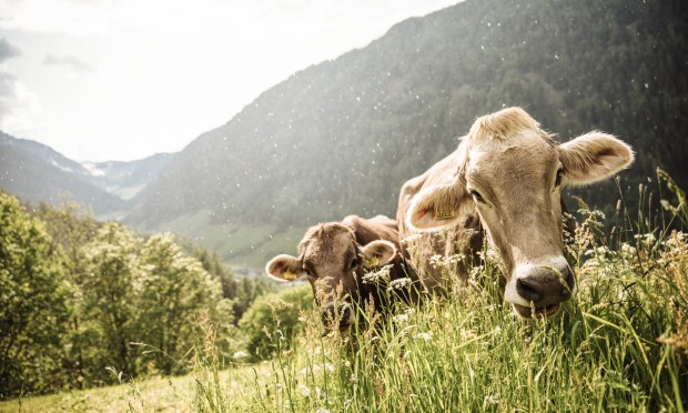 Primo piano di due mucche curiose su un prato alpino con le montagne sullo sfondo.