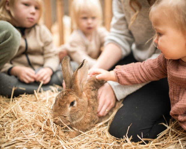 Kinder streicheln Hase auf der Feuerstein Farm im Familienhotel Feuerstein in Südtirol