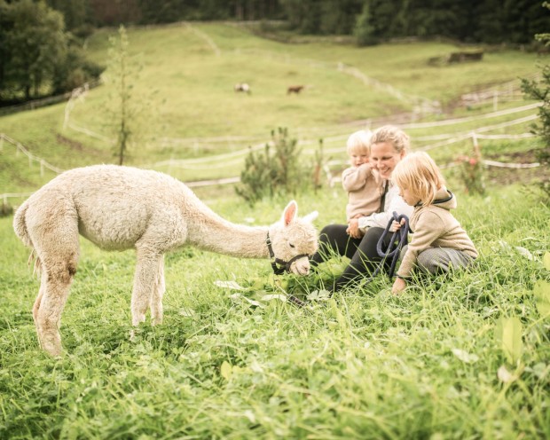Family with alpacas at the Feuerstein Farm at the family hotel Feuerstein in South Tyrol