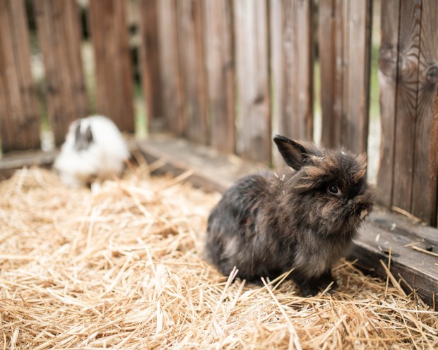 Bunny at the Feuerstein Farm at the family hotel Feuerstein in South Tyrol
