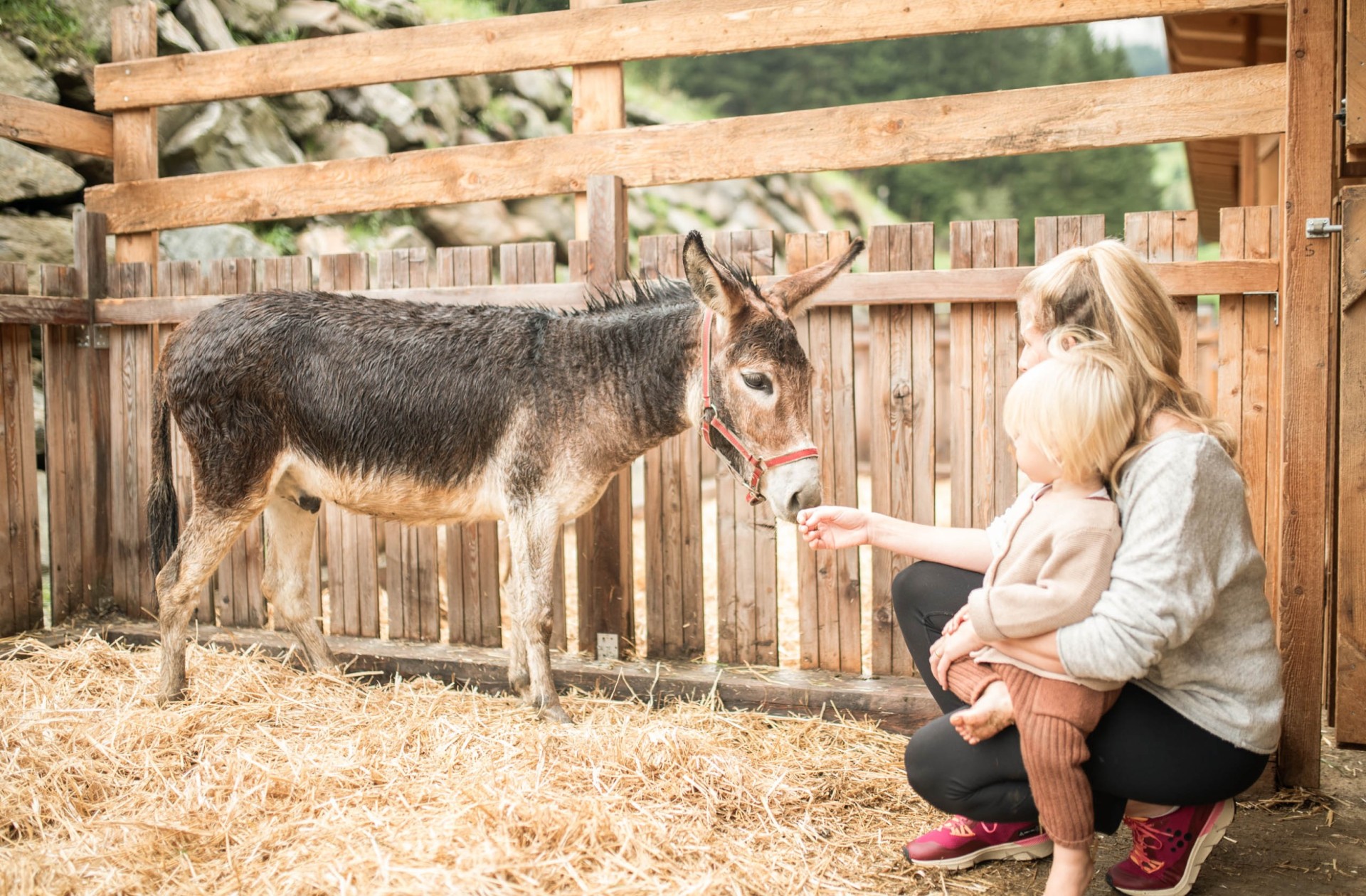 Family with donkey at the Feuerstein Farm at the family hotel Feuerstein in South Tyrol