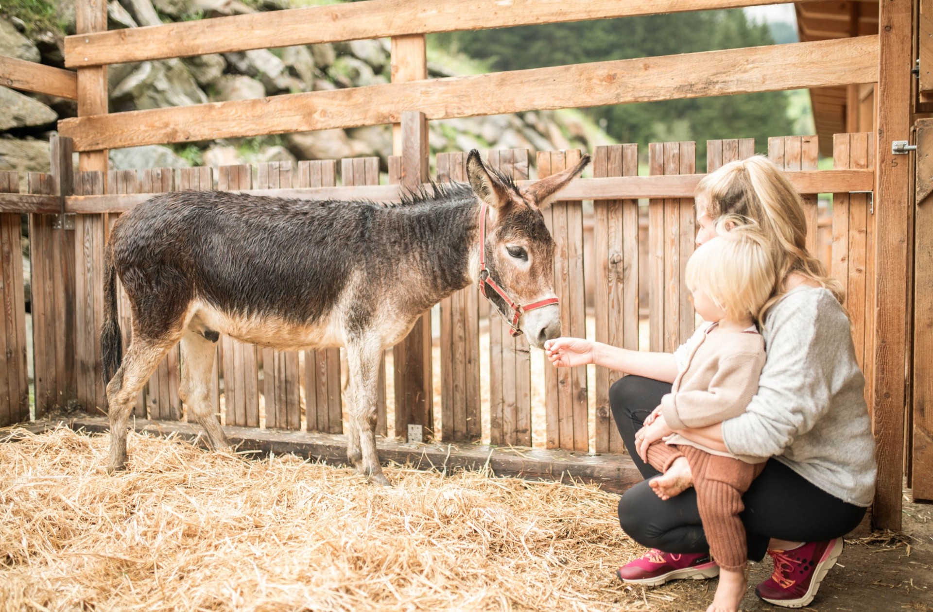 Famiglia con asino alla Feuerstein Farm al family hotel Feuerstein in Alto Adige
