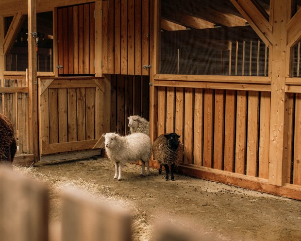 Sheep at the Feuerstein Farm at the family hotel Feuerstein in South Tyrol