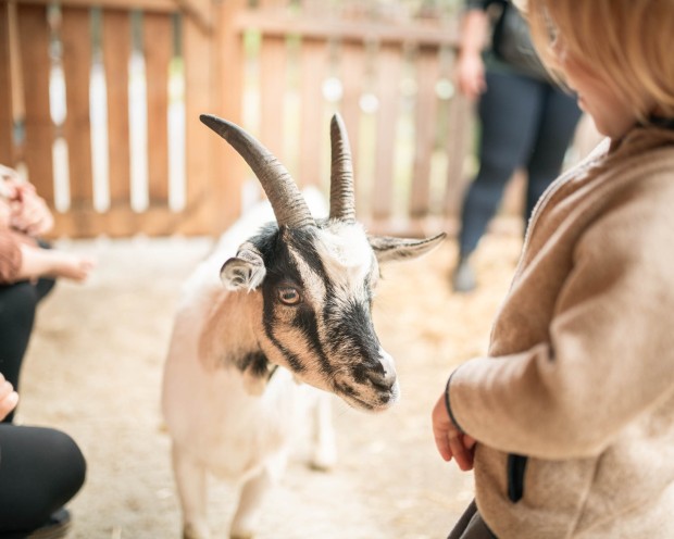 Goat at the Feuerstein Farm at the family hotel Feuerstein in South Tyrol