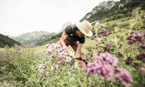 A man in a straw hat harvests herbs in a flowering herb garden.