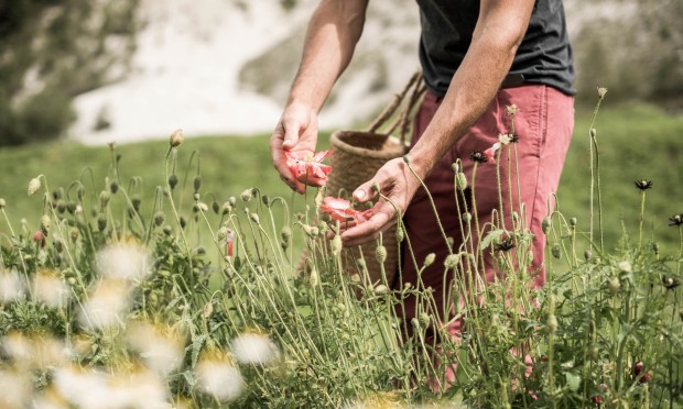 A person collects herbs in the middle of a picturesque mountain landscape.