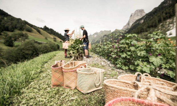 Harvest helpers fill raffia baskets with freshly harvested herbs