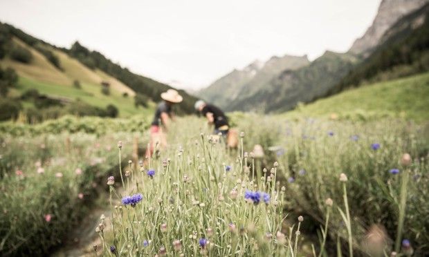 Harvesting fresh herbs in a flowering herb garden.