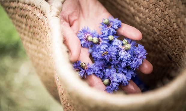 Harvesting fresh cornflowers