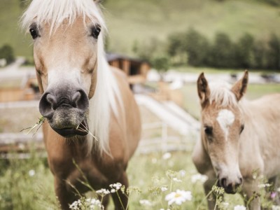 Due cavalli mangiano tranquillamente l'erba