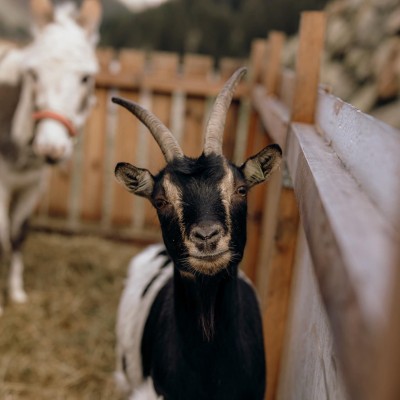 Capra e asino nella stalla