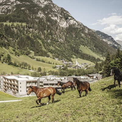 Pferde befinden sich in einer Wiese hinter dem Hotel