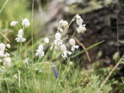 Blumen in einer Wiese