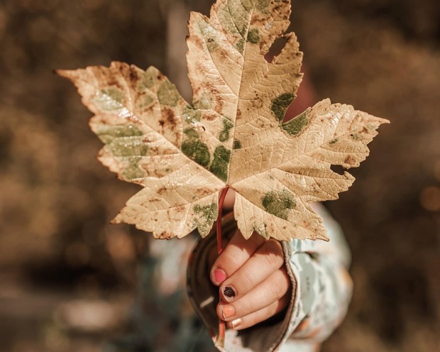 Child holding maple leaf