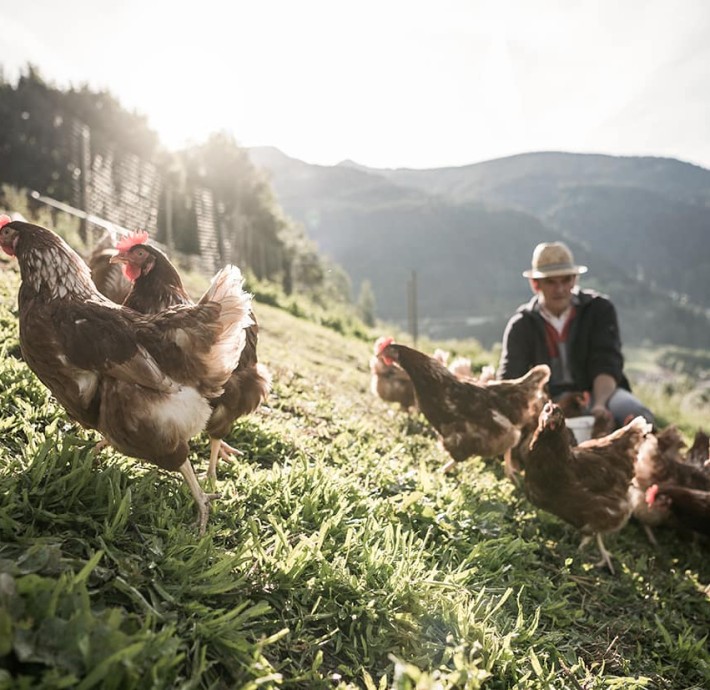 Hühner auf der Wiese mit Bauer im Hintergrund