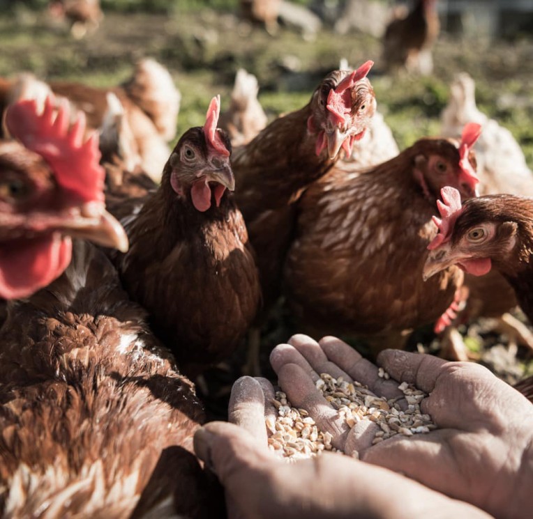 At the Feuerstein family hotel we work together with regional partners: Eggs from Marginterhof