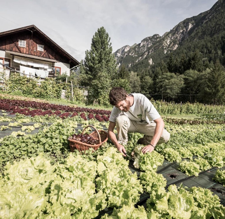 At the Feuerstein family hotel we work together with regional partners: Vegetable farmer Lenzen