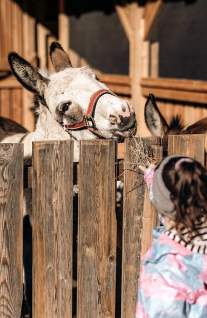Der Streichelzoo auf dem Reiterhof des Familienhotel Feuerstein in Südtirol