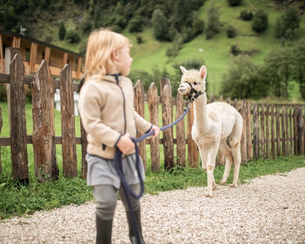 Kleines Kind geht mit ein Alpaka spazieren