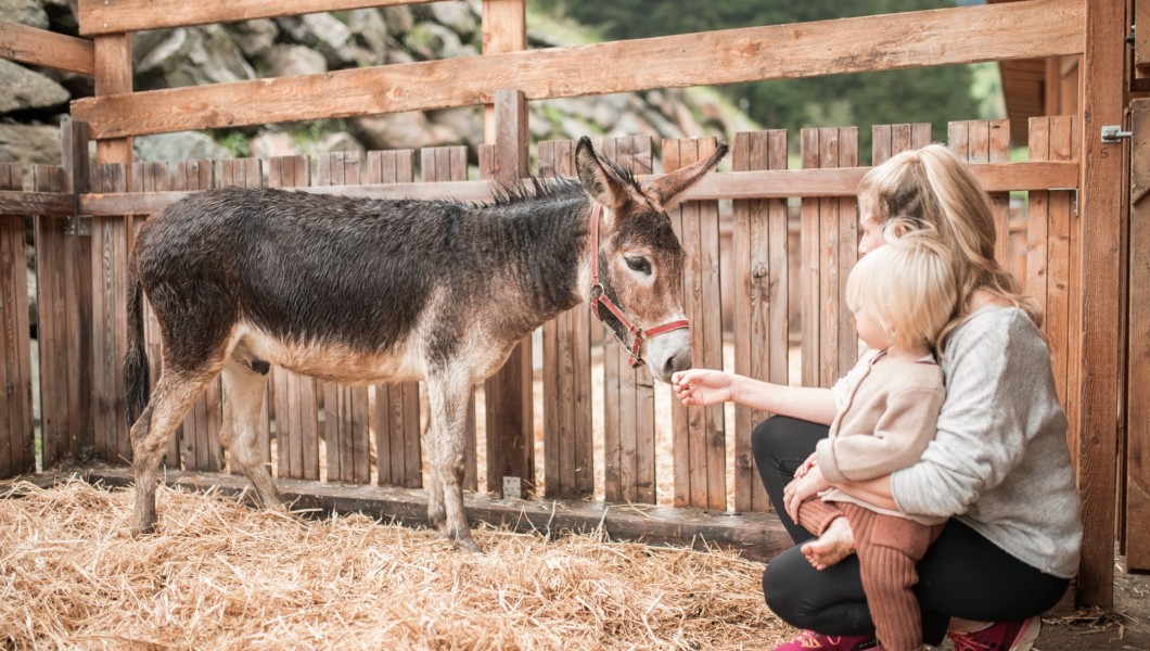 Bambino e madre si avvicinano a un asino nel recinto